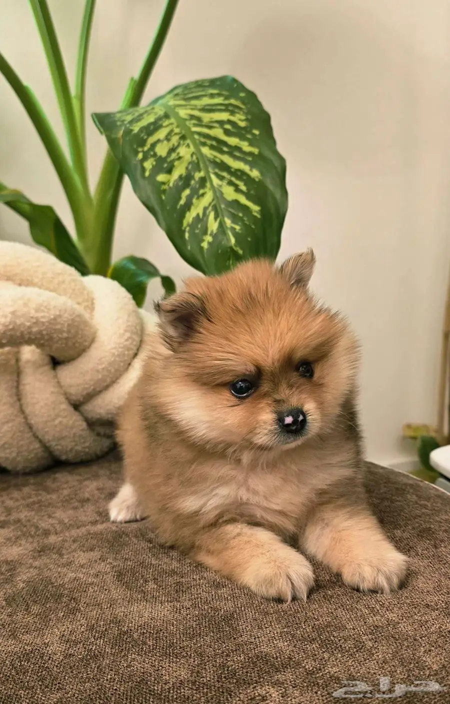 Mini poodle  pomeranian  Golden retriever  shitzu index
