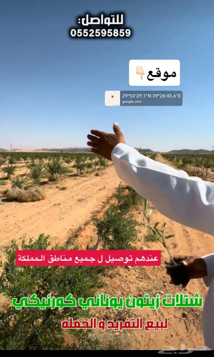 ليات مستعمله شتلات زيتون 1