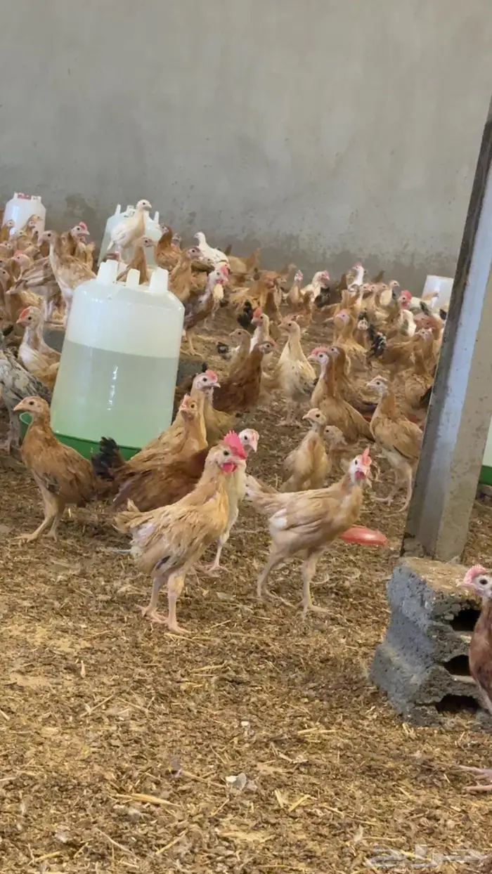 صوص عمر شهر ونص الى شهرين 4