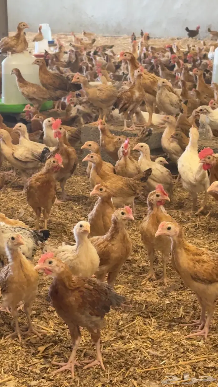 صوص عمر شهر ونص الى شهرين 5