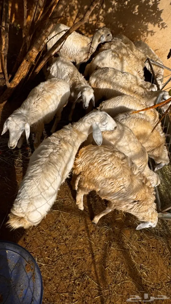 بهم حري ذبايح خثعم 1