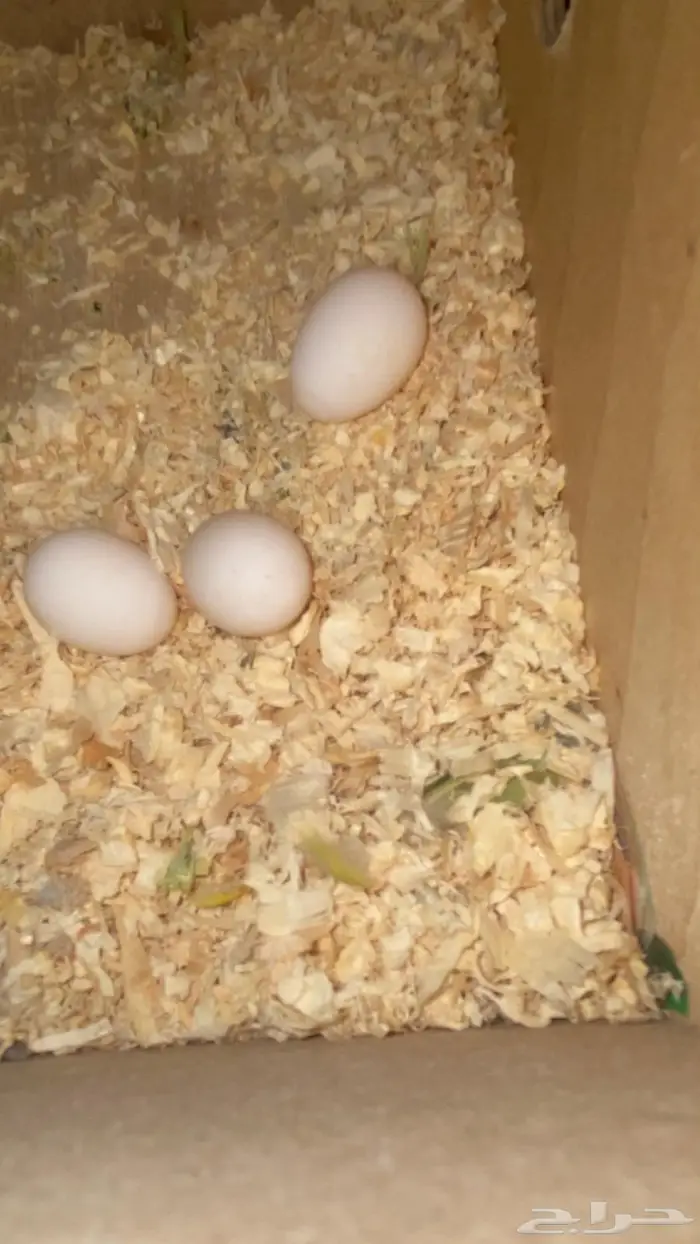 جوز روز منتج(تم البيع) 0