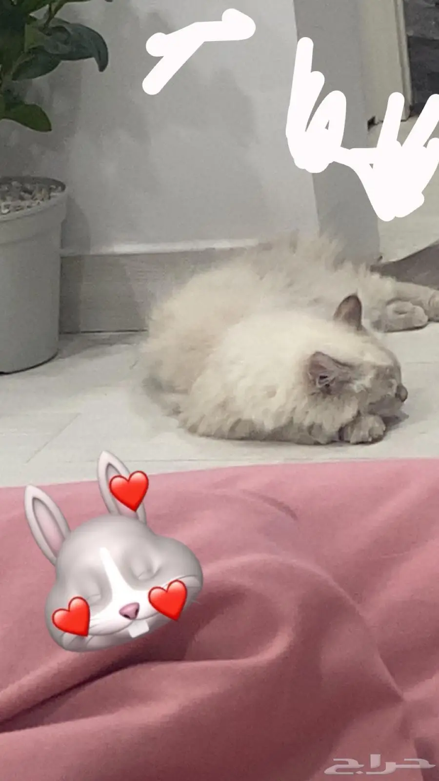 قط شيرازي 0