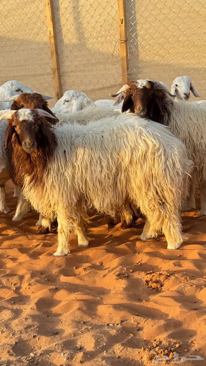 العبدالله للذبايح 4