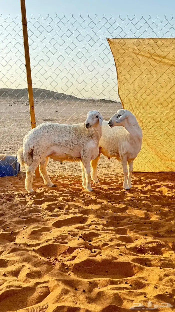 العبدالله للذبايح 1