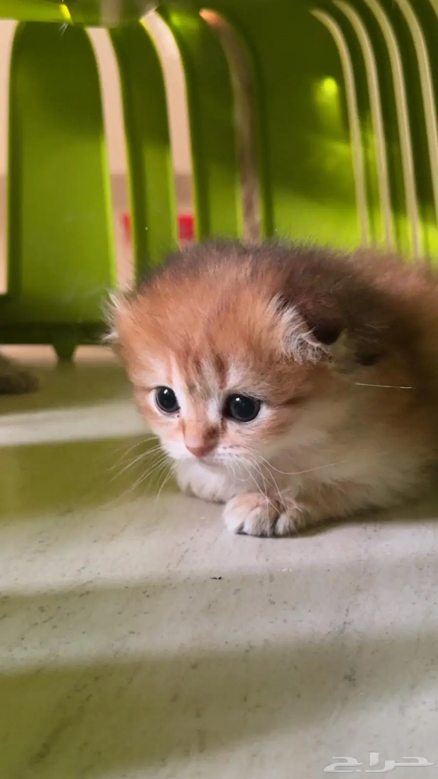 Scottish fold kitten - كتن سكوتش فولد 0