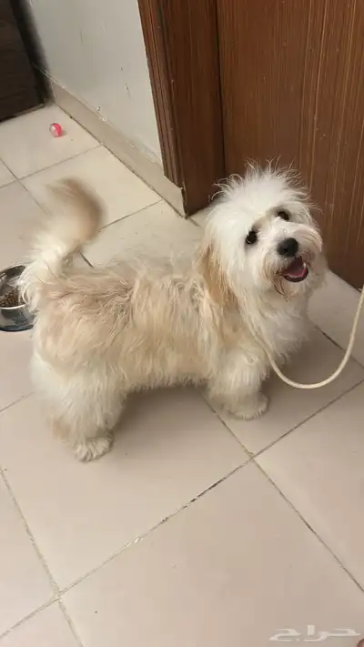 للبيع كلب كريمي   العمر 8 شهور   مع كرت التطعيمات . 1