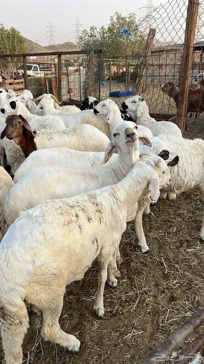 طليان سواكن للبيع 1