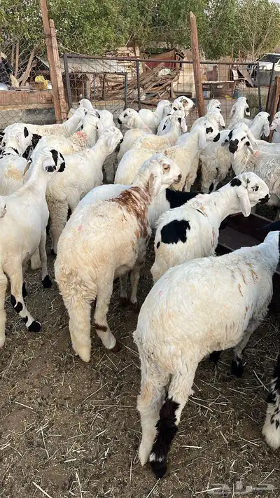 طليان سواكن للبيع 0