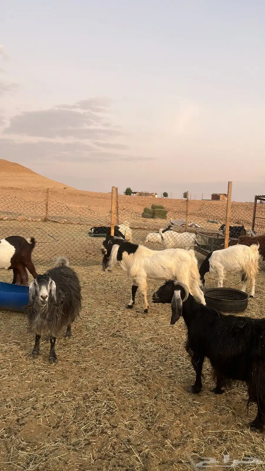 للبيع تيس العمر جذع الموقع ديراب 1