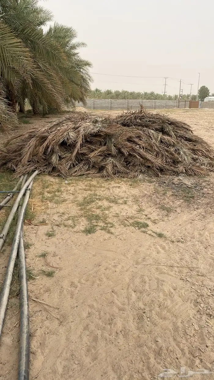 سعف نخل جريد كميه كثيره 0