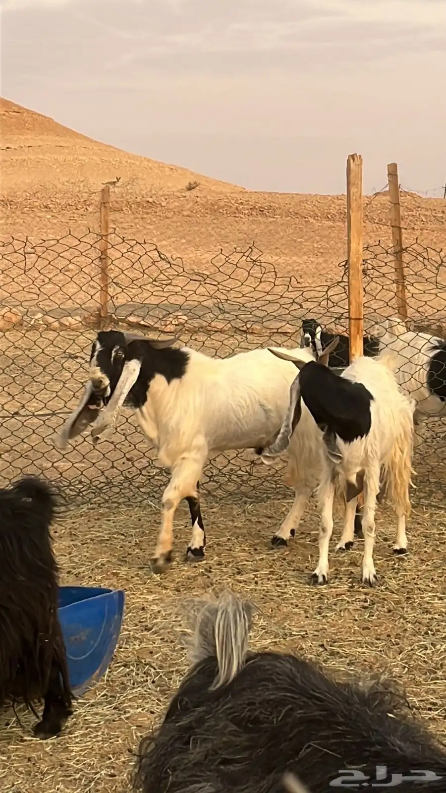 للبيع تيس العمر جذع الموقع ديراب 0