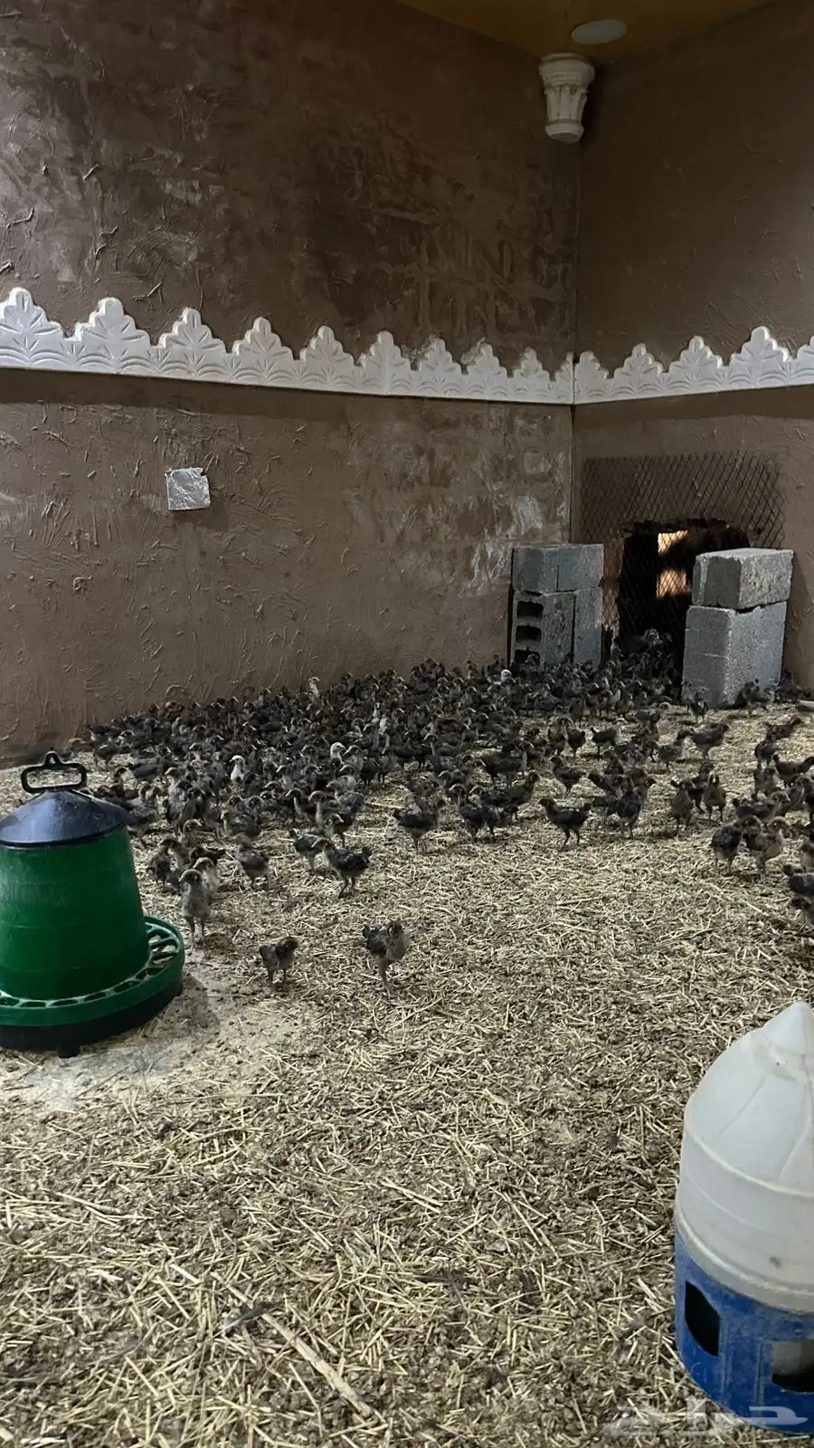 صوص فيومي شبابي دم صافي 1