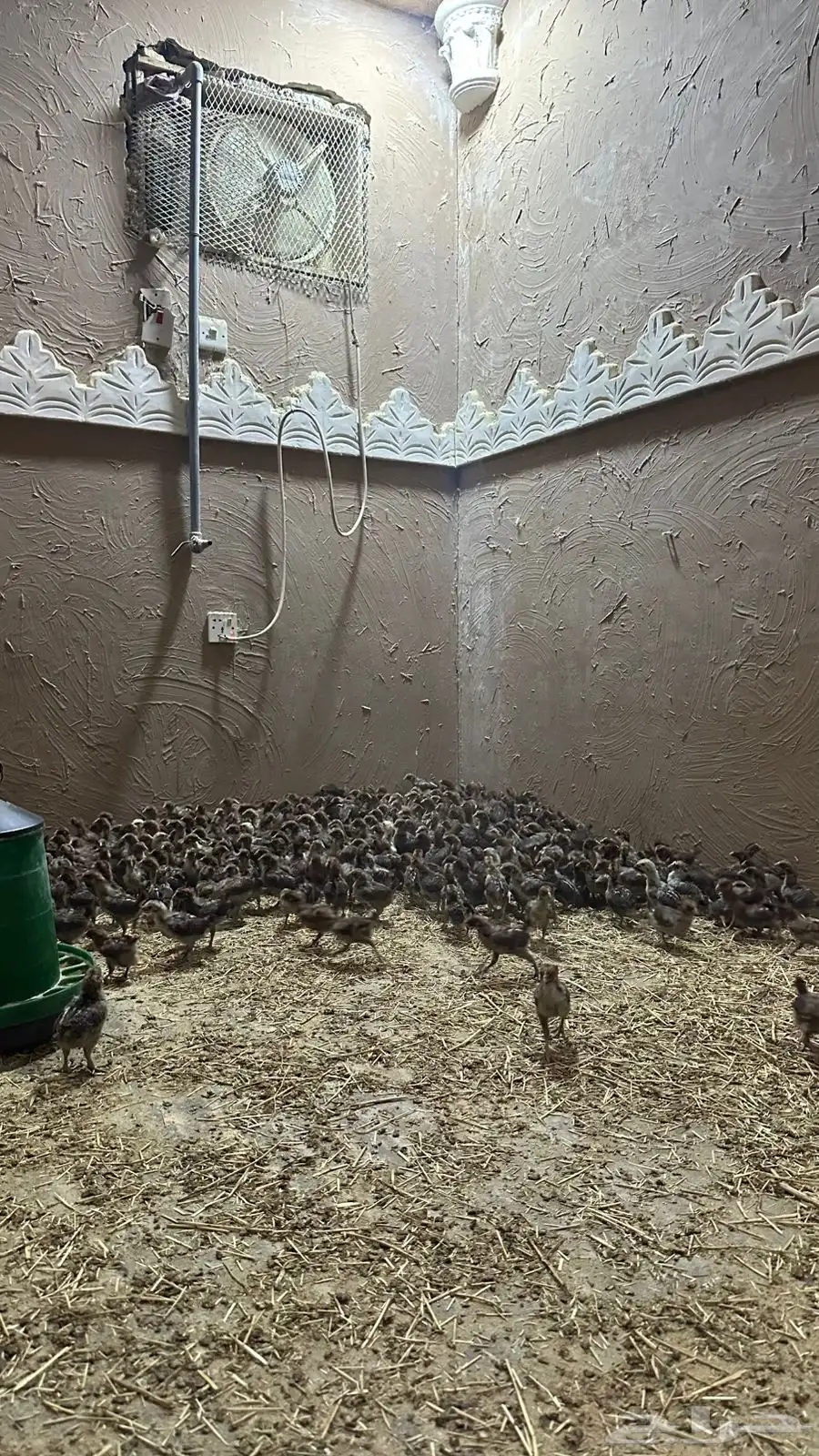 صوص فيومي شبابي دم صافي 0