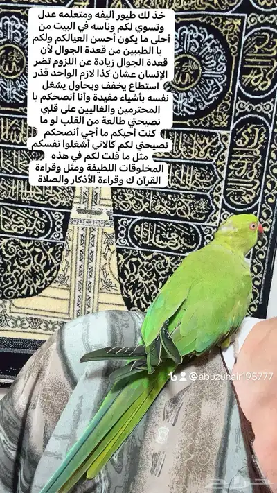 طير درة أنثى أليفة لطيفه لعوبة واللي يبغى زين يلحق عليه 0