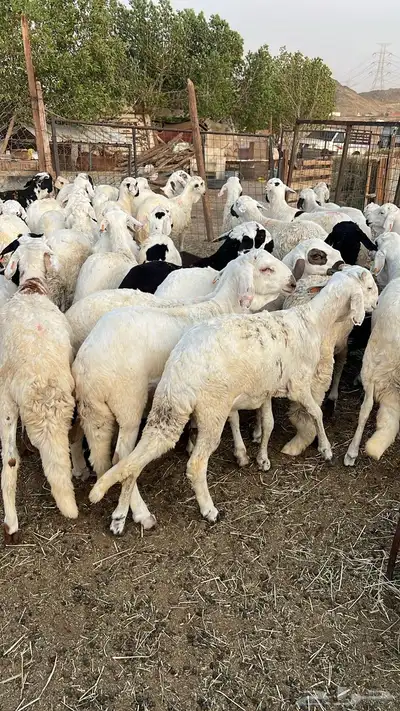 طليان سواكن للبيع 2
