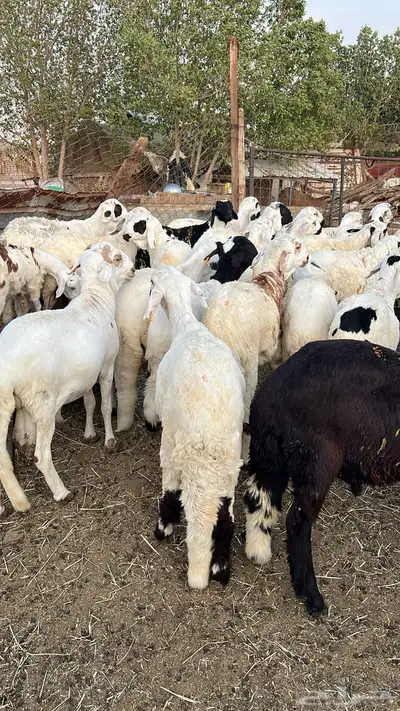 طليان سواكن للبيع 3
