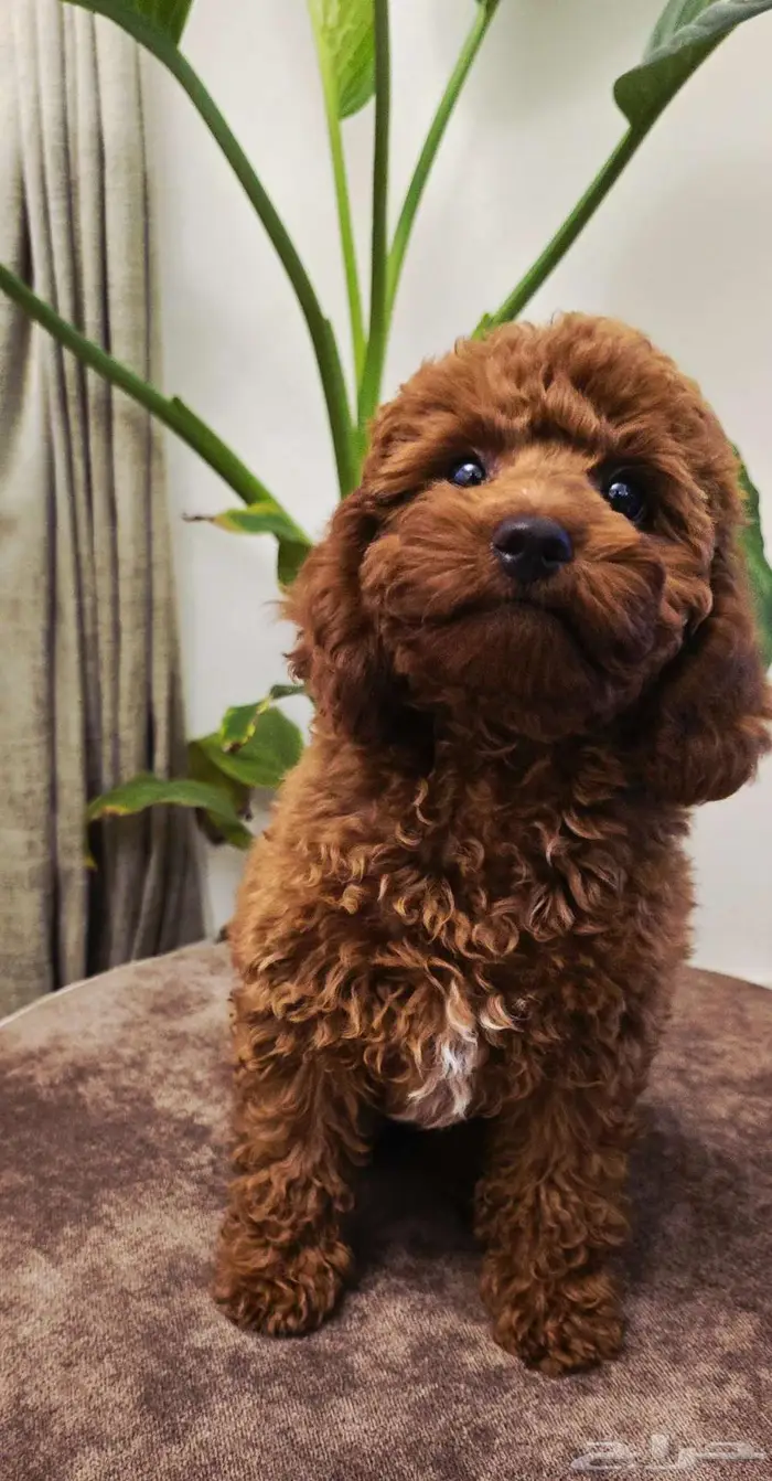 Mini poodle  pomeranian  Golden retriever  shitzu 5