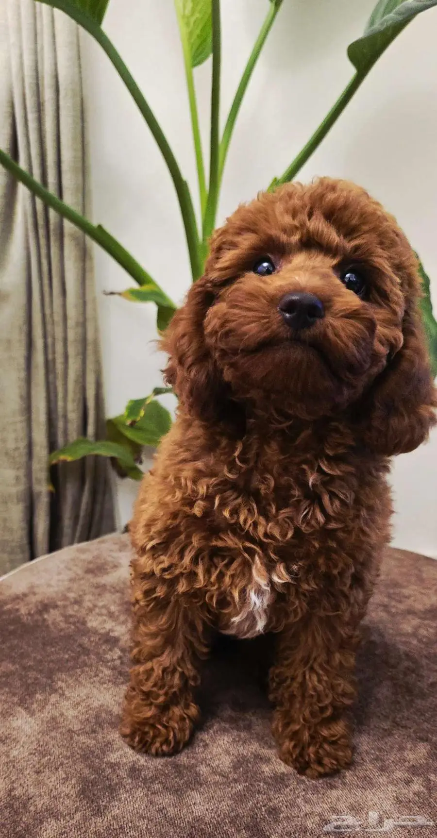 Mini poodle  pomeranian  Golden retriever  shitzu index