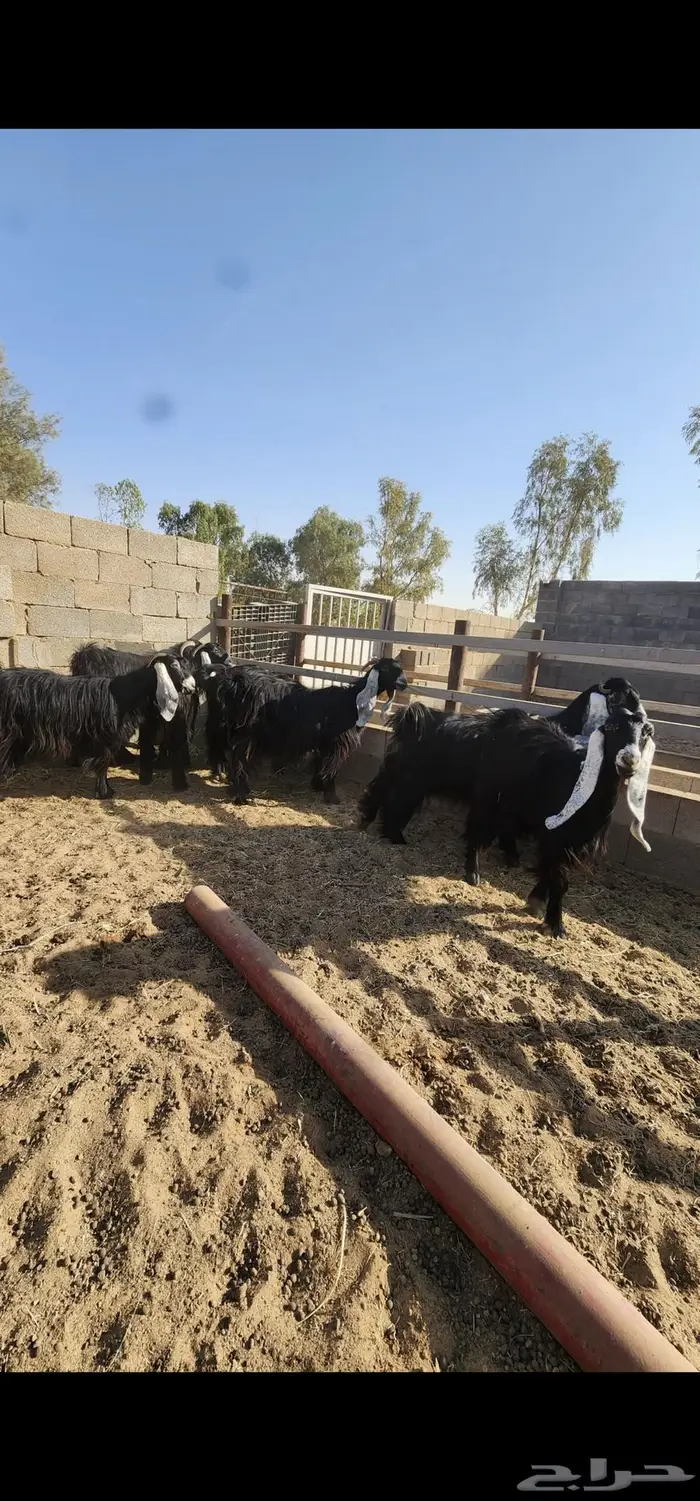 تم البيع مراح ماعز عوارض 10 روس مع فحلها 1