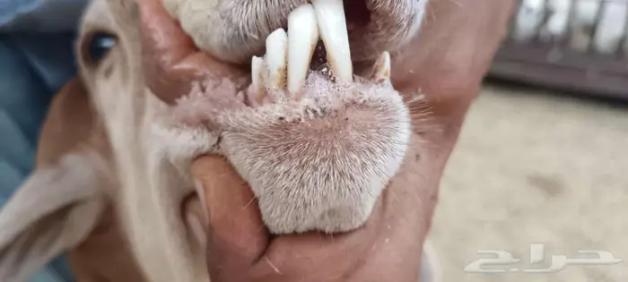 فحل بربري طيب شرط قريع بالأحساء 1