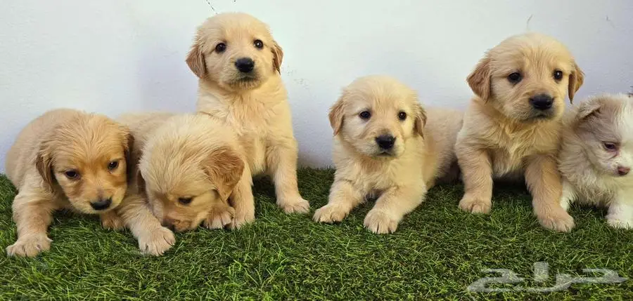 Mini poodle  pomeranian  Golden retriever  shitzu index