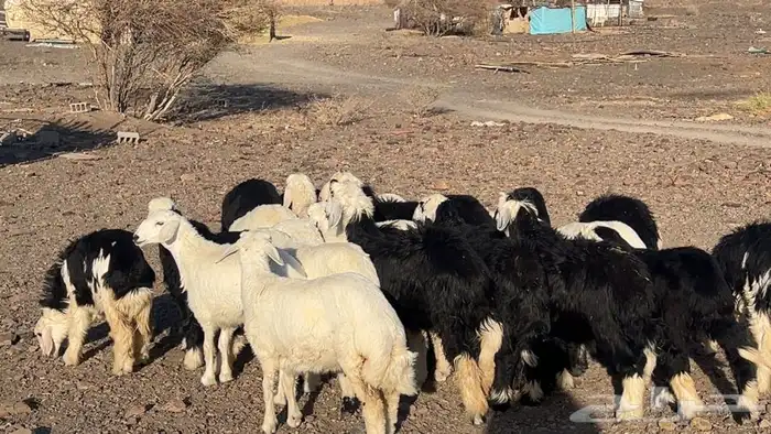 رخال نجاده وحريه تربيه طيبه 8