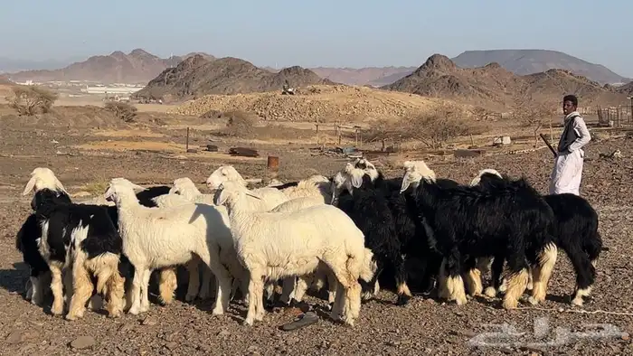 رخال نجاده وحريه تربيه طيبه 3