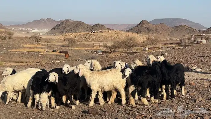 رخال نجاده وحريه تربيه طيبه 4