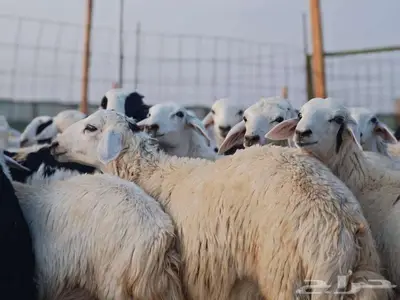 مالذ وطاب من الحريات 3
