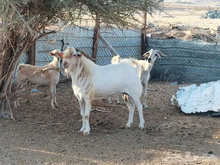 للبيع تيس بيشي ابرص 5