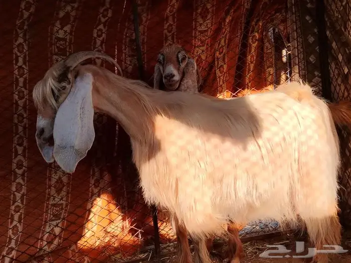 معزى عارضيه فواخر كريمي 8