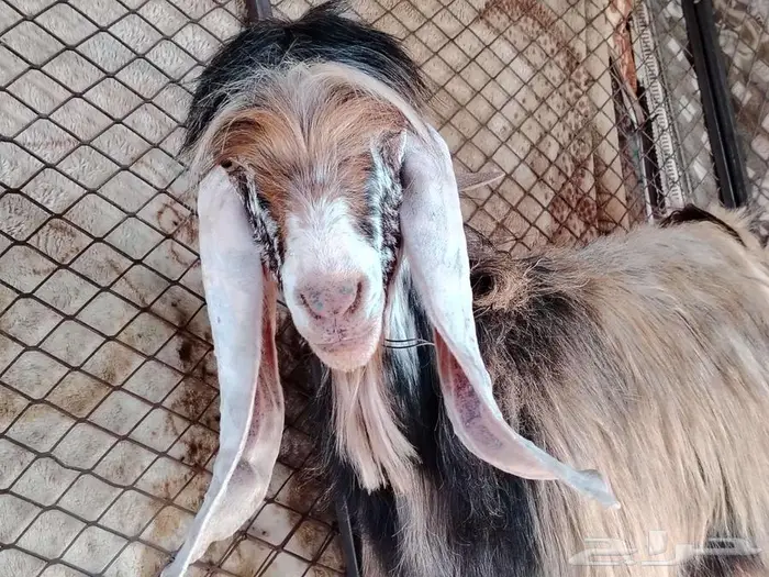 معزى عارضيه فواخر كريمي 3
