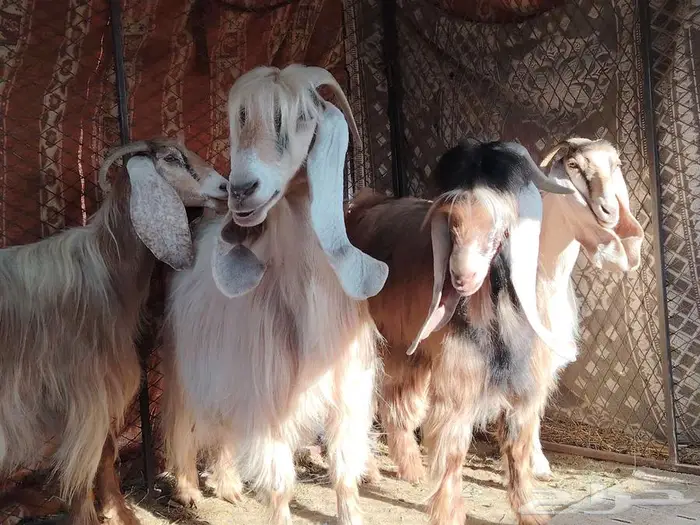 معزى عارضيه فواخر كريمي 9