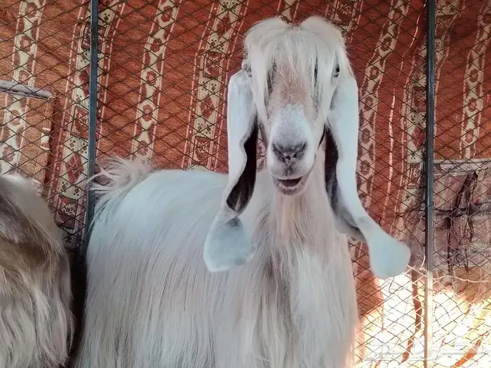 معزى عارضيه فواخر كريمي 4