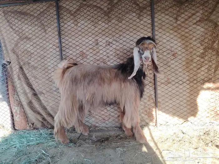 معزى عارضيه فواخر كريمي 6