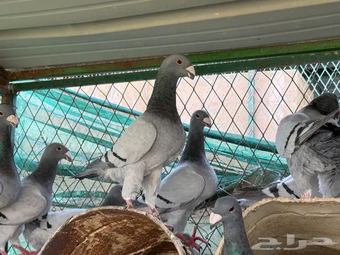 للبيع حمام هومر 0