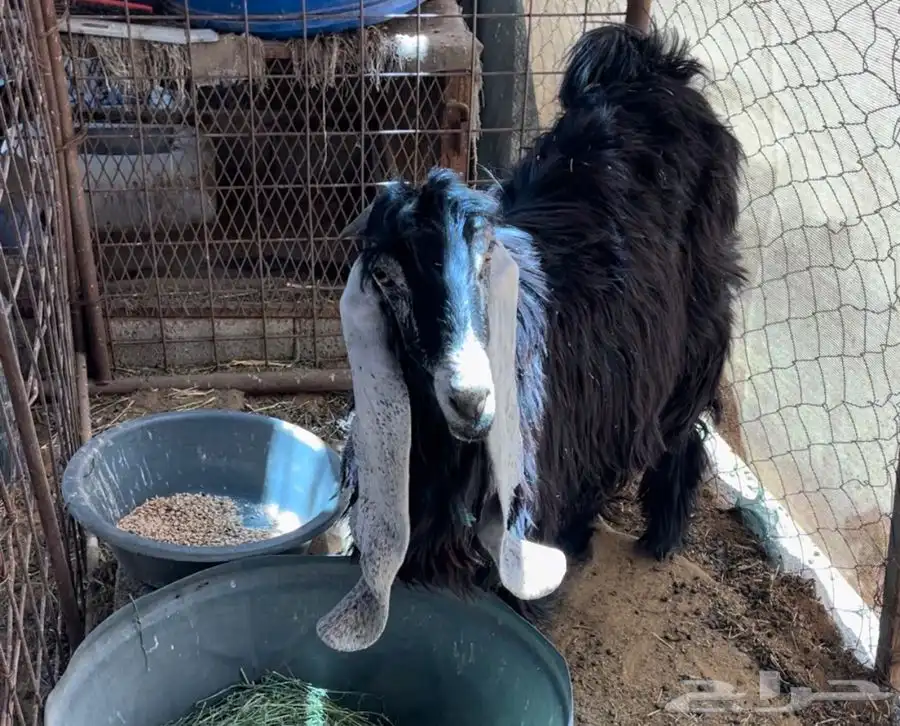 عنز عارضيه جذعه طيبه فيها حليب 4