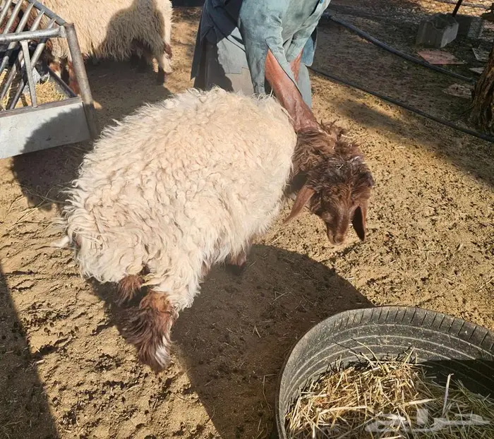 هرافي رخال 3 اشهر و4 0