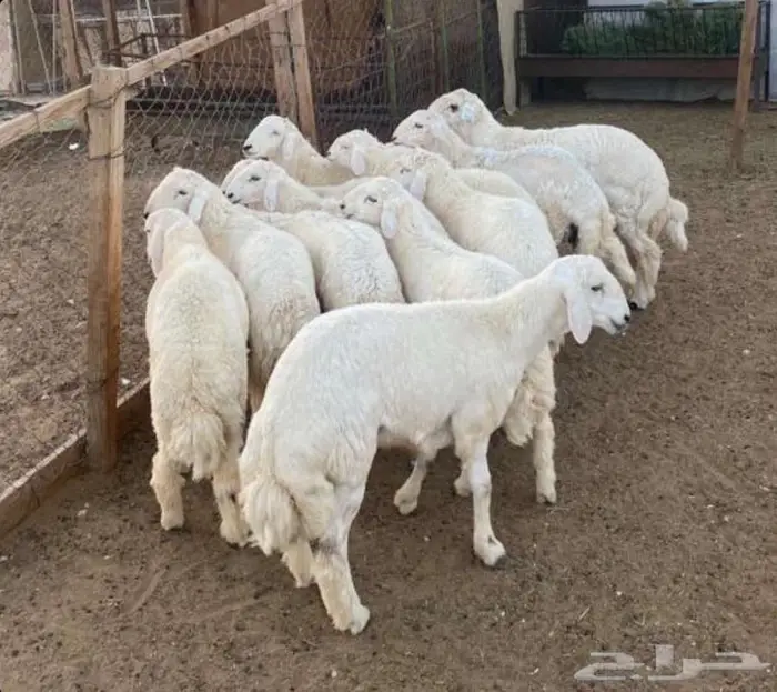 توصيل ذبايح جميع الأنواع 0