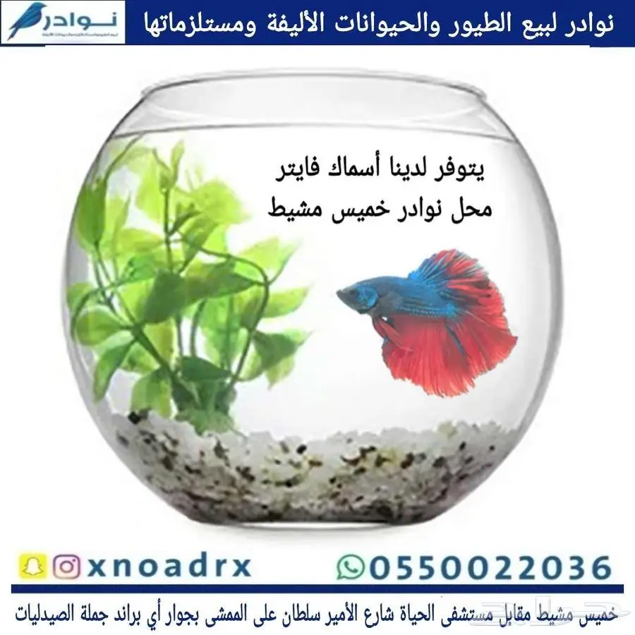 سمك زينة سلاحف محل نوادر 0