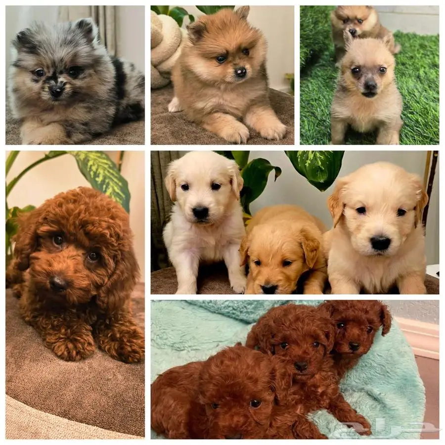 Mini poodle  pomeranian  Golden retriever  shitzu index