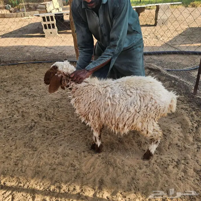 هرافي رخال 3 اشهر و4 1