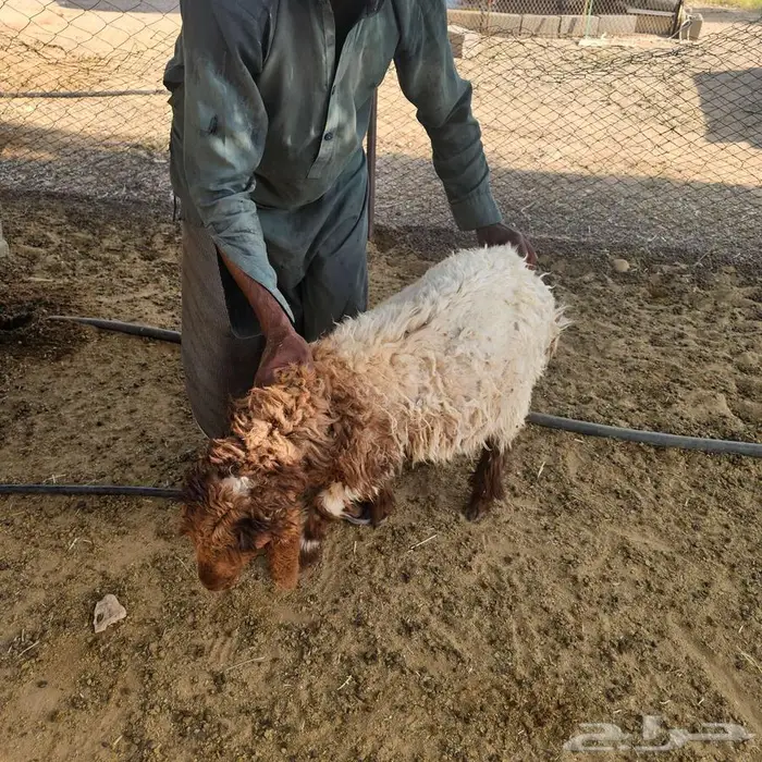 هرافي رخال 3 اشهر و4 2