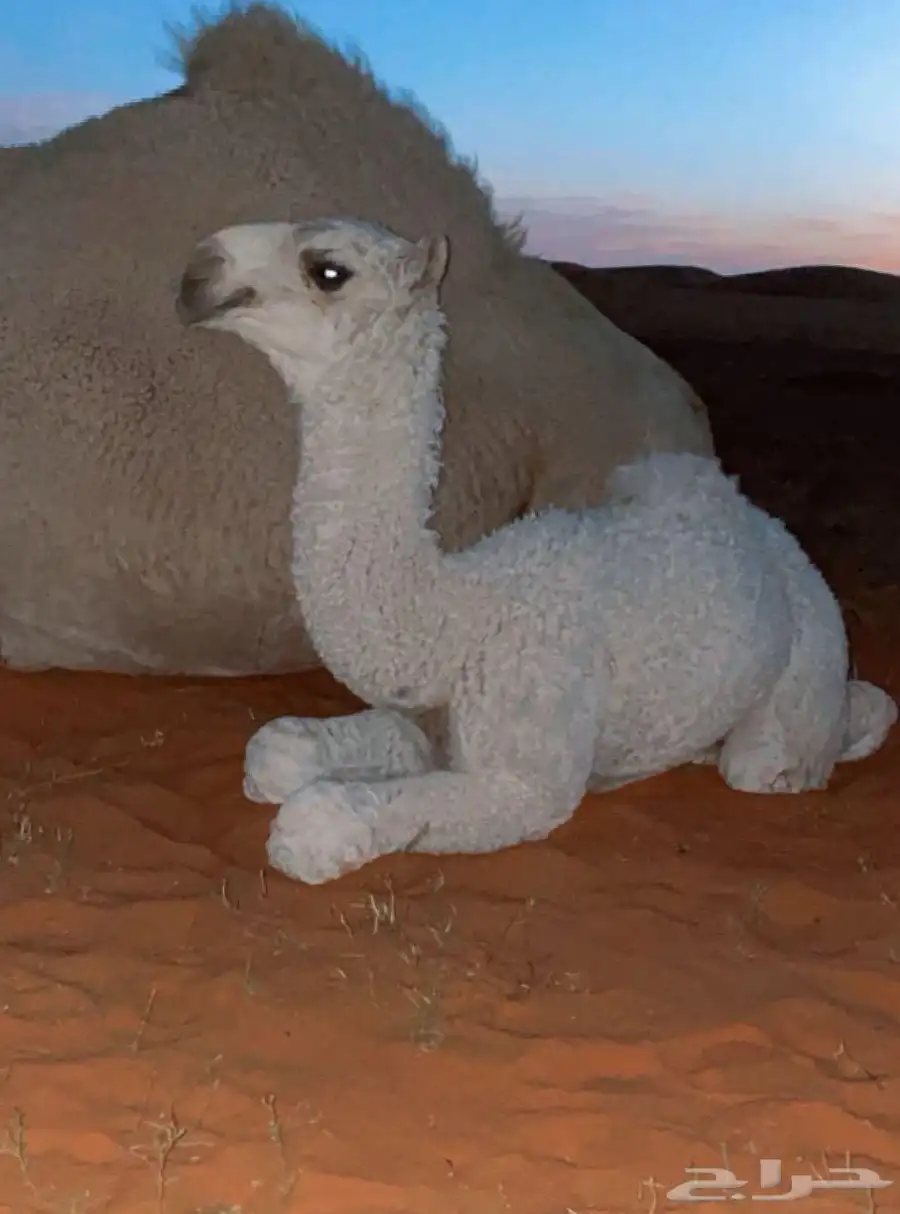 فحل باتلي كفو للبيع عاجل index