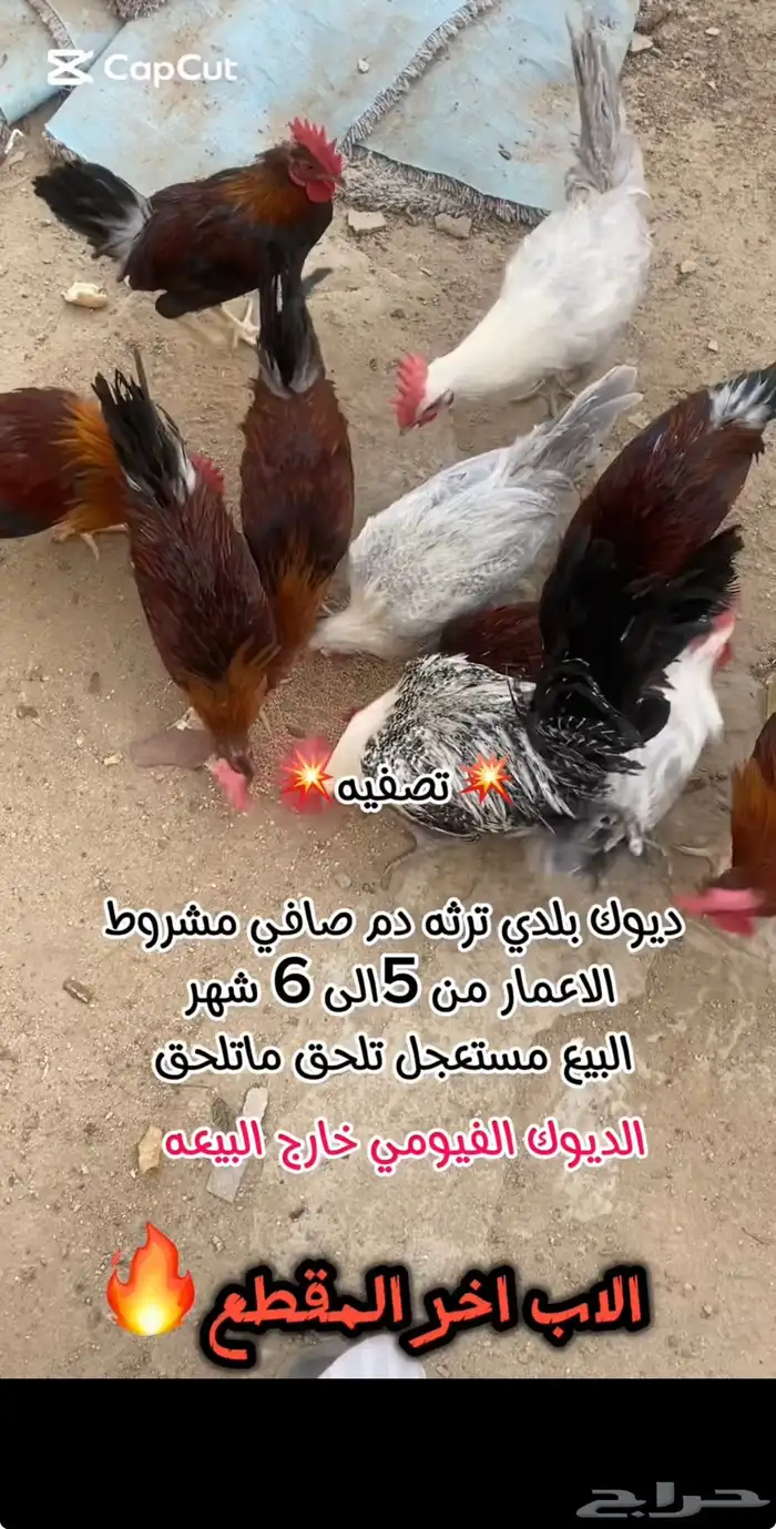 للبيع ديوك بلدي 0