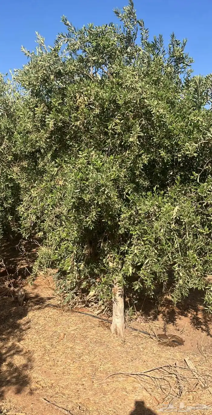 اشجار زيتون 1