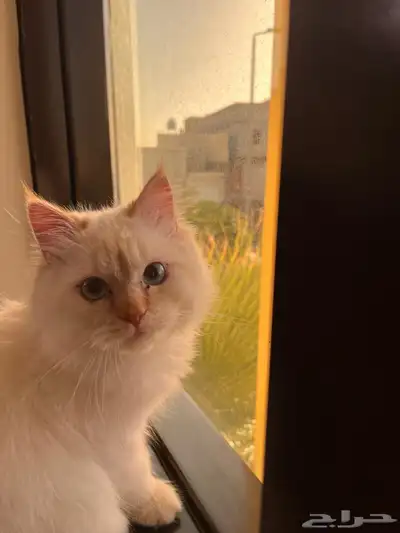 قطه شيرازي 0