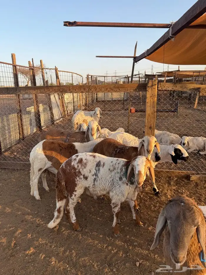 طليان سواكن مرابى تم البيع 2