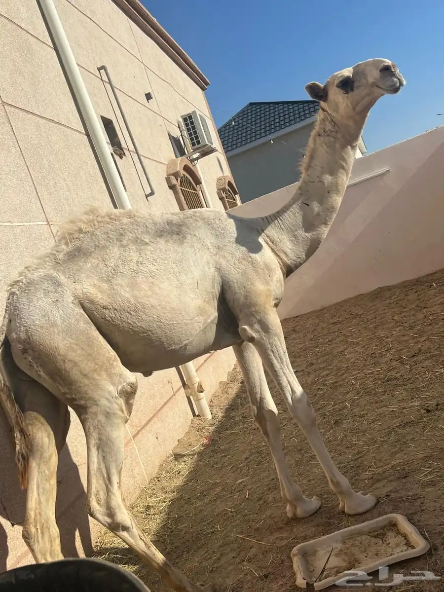 فحل باتلي كفو للبيع عاجل index
